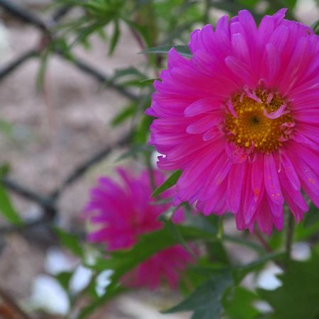 Pubali Homestay Bolpur Dış mekan fotoğraf