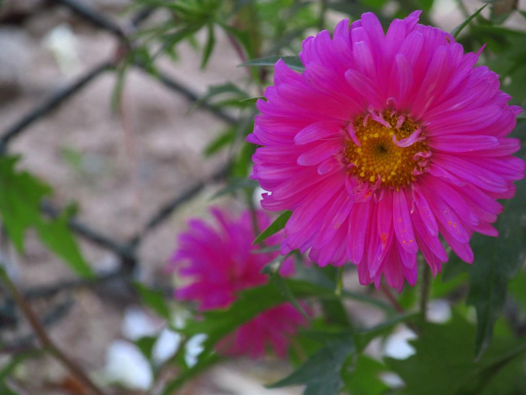 Pubali Homestay Bolpur Dış mekan fotoğraf
